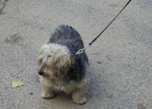 Baron-von-und-zu-Idefix