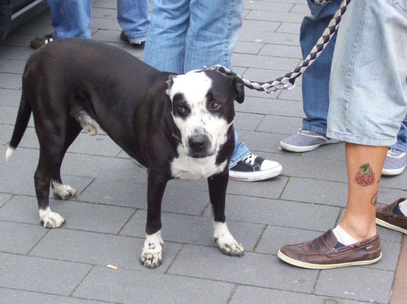 dr-mustang Oberhausen 21.7.2012
