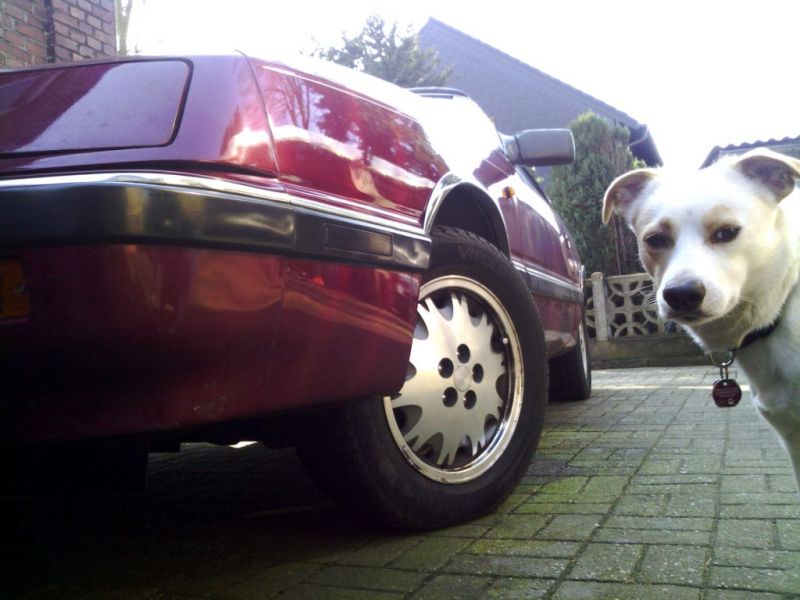 Neuzugang Nr. 4
89ziger 2,5 Schalter, - mit Wachhund :-)
